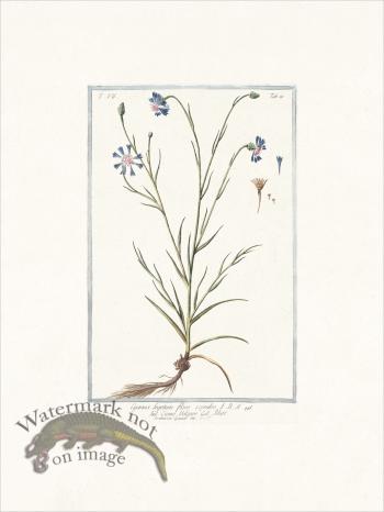 Bonelli 681 Cornflower